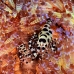 shrimp_coleman_bhr_tam_v_0512_bal6468.jpg